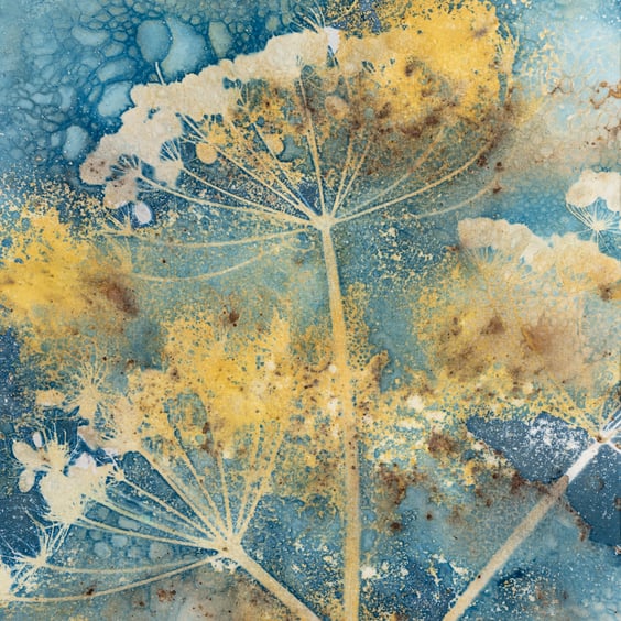 Umbellifer Sculptures Cyanotype Fine Art Print