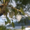 Birch Leaf Earrings Small