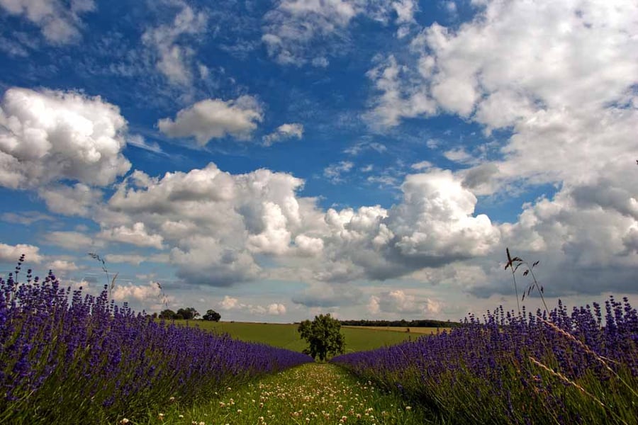 Lavender Field Purple Flowers Cotswolds UK Photograph Print