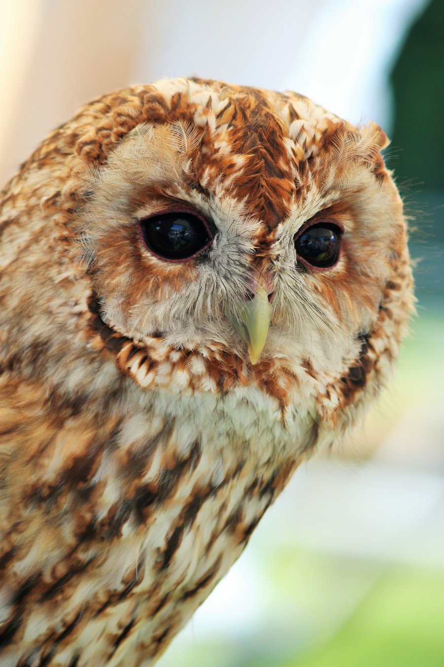 Photo greetings card of a Tawny Owl, with either a coaster or fridge magnet. 