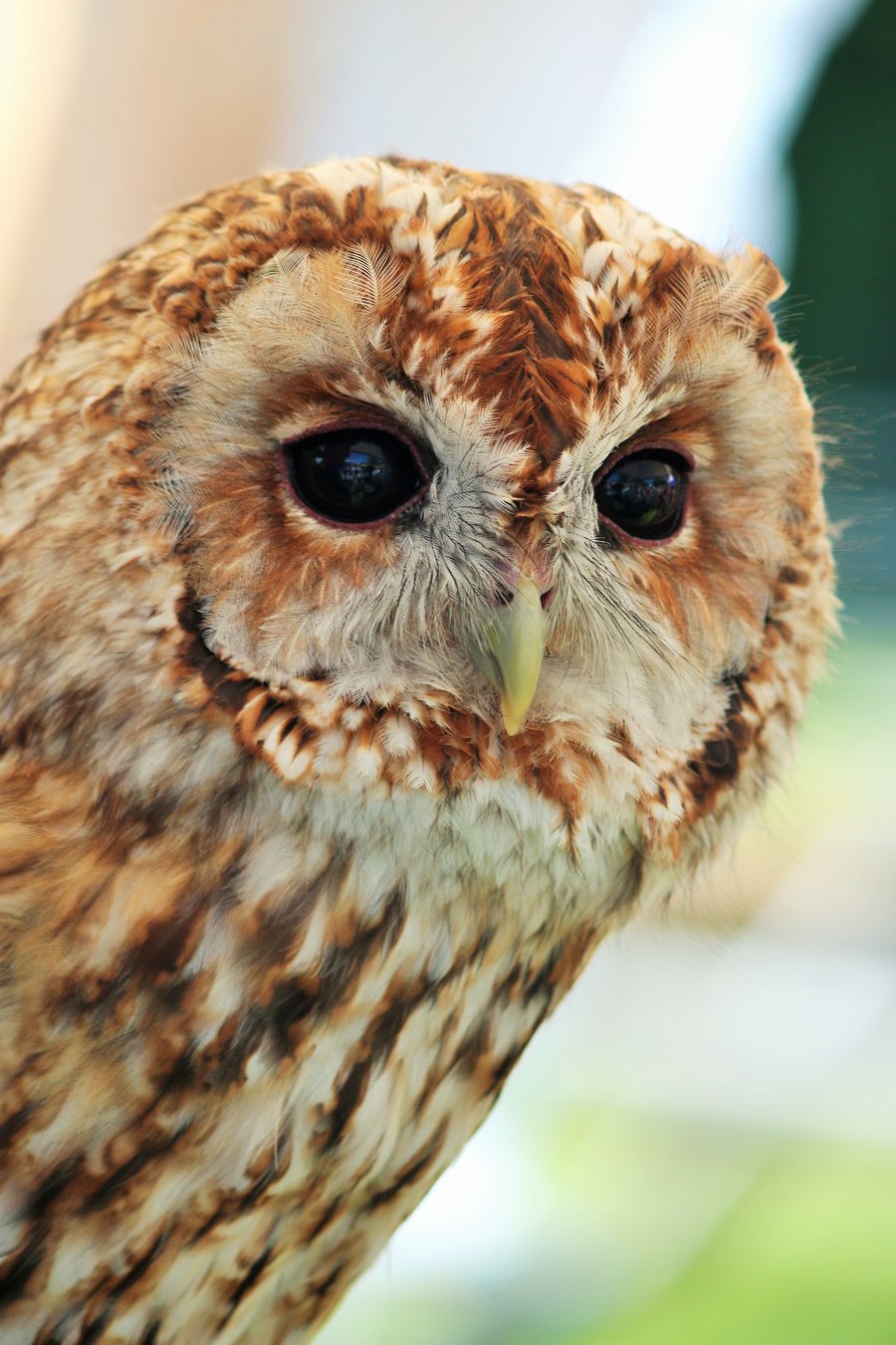 Photographic greetings card of a Tawny Owl