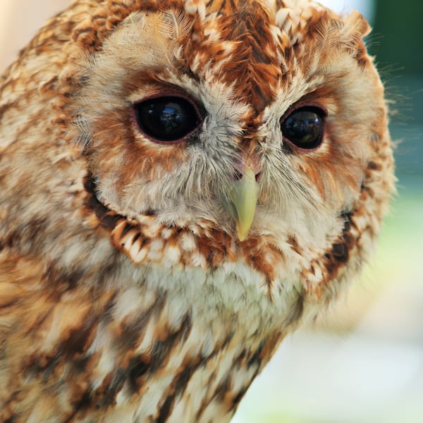 Photographic greetings card of a Tawny Owl