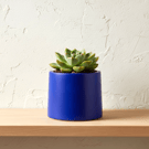 Small Prussian Blue Plant Pot - 7.5 cm Mini Succulent Pot