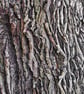 Greetings Card - Blank - Oak Tree Bark - Image 3