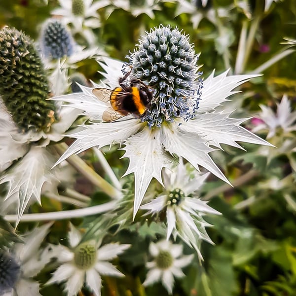 Eryngium Tripartitum (Sea Holly) - Photographic Print Greetings Card