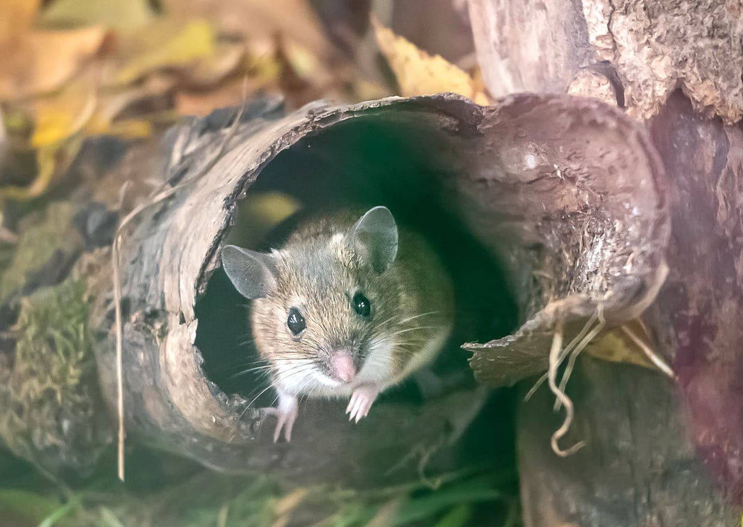 Wood Mouse - Original A4 Hand-Signed Mounted Photo, Limited Edition