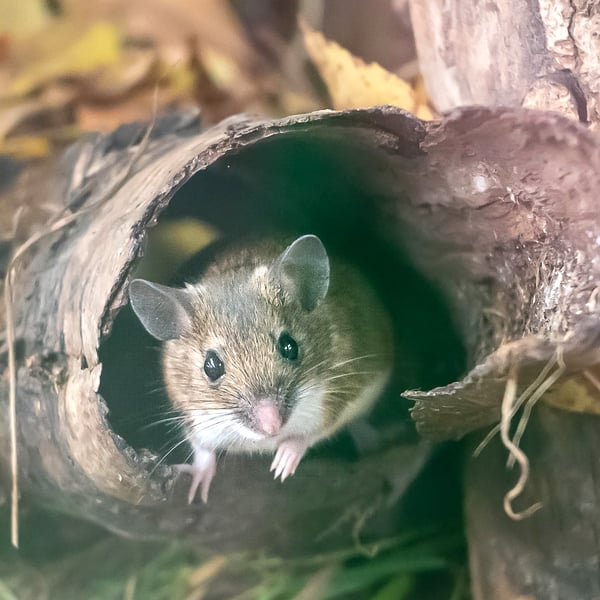 Wood Mouse - Original A4 Hand-Signed Mounted Photo, Limited Edition