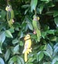 London Parakeet Hanging Felt Ornament - folksy Christmas 2026