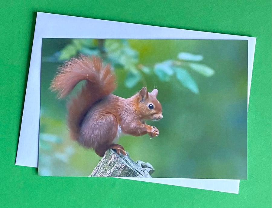 Handmade Wildlife Greetings Card - Squirrel Handmade Wildlife Greetings Card - Squirrel