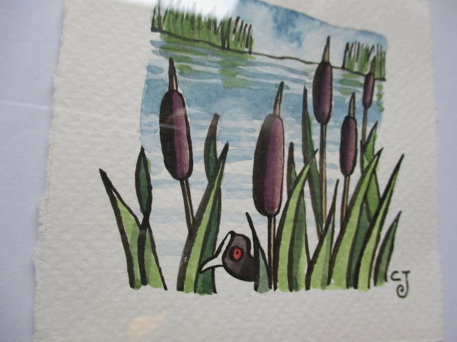 Tiny Art: Coot – original art, framed watercolour painting
