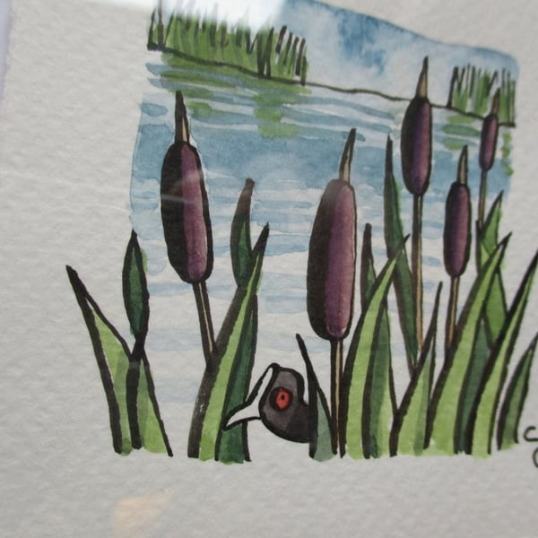 Tiny Art: Coot – original art, framed watercolour painting