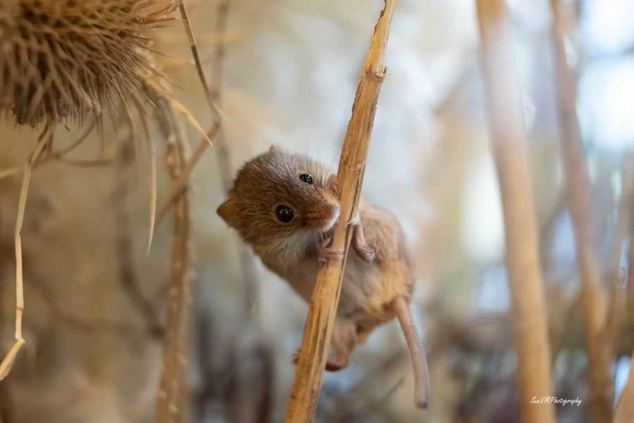 Harvest Mouse Original, Limited Edition Hand-Signed Mounted Photograph 