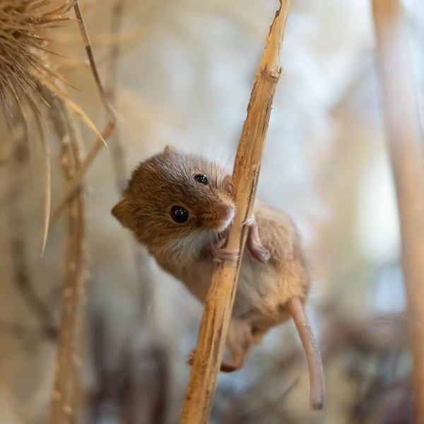 Harvest Mouse Original, Limited Edition Hand-Signed Mounted Photograph 