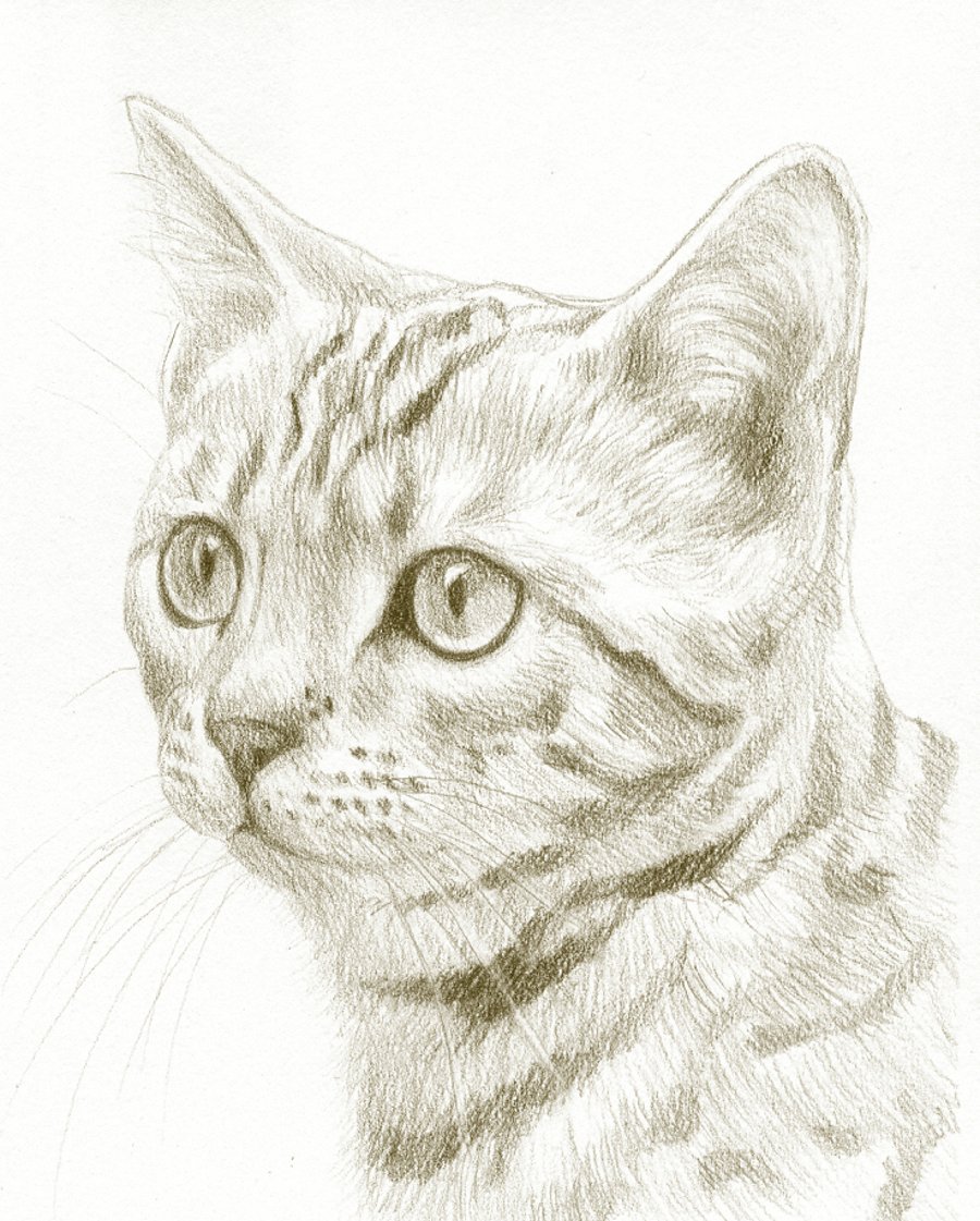 Custom Pet Portrait - 8 x 6 inches, pencil