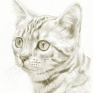Custom Pet Portrait - 8 x 6 inches, pencil