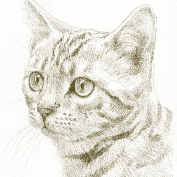 Custom Pet Portrait - 8 x 6 inches, pencil