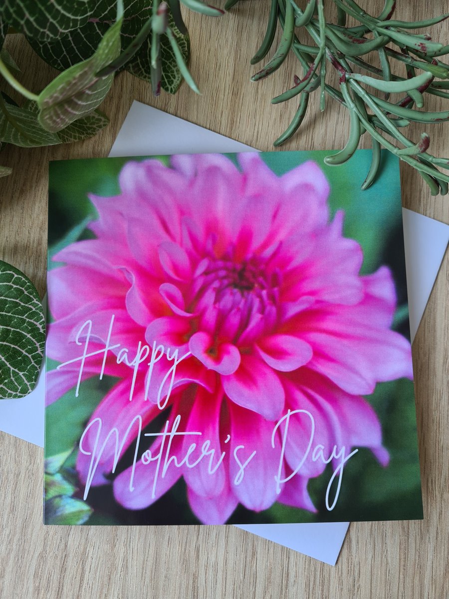 Pink dahlia photo Mother's Day card
