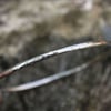 Solid silver oval bangle