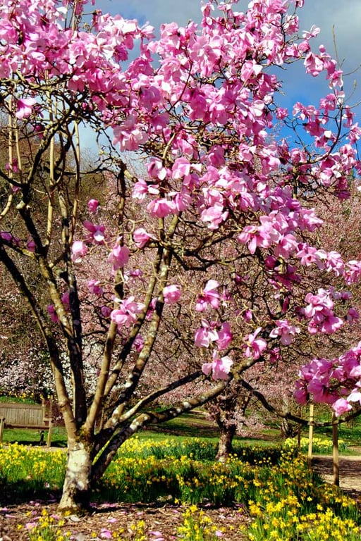 Magnolia Tree Batsford Arboretum Cotswolds UK 12"x18" Print