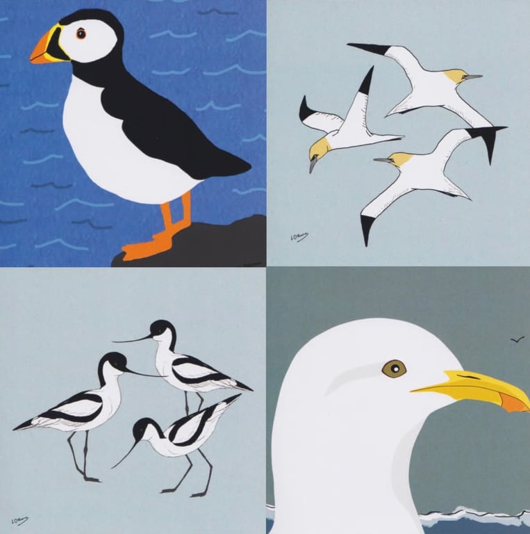 Coastal bird greetings cards - pack of 4