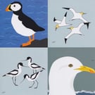 Coastal bird greetings cards - pack of 4
