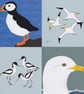 Coastal bird greetings cards - pack of 4