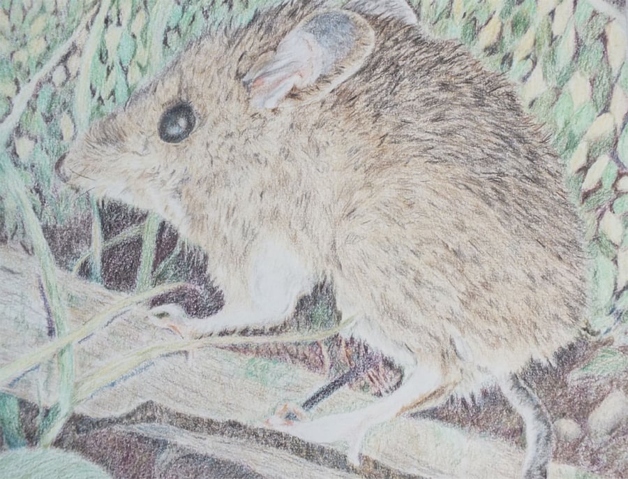 Original artwork - mouse in coloured pencil