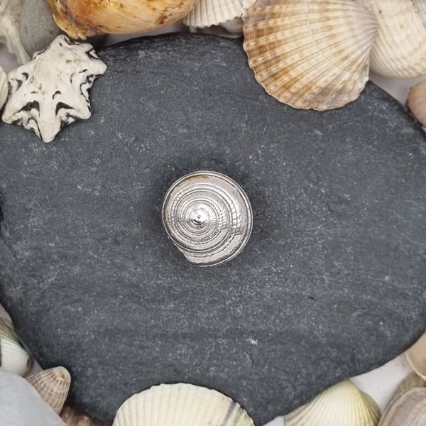 Real sundial seashell preserved in silver, tie pin!