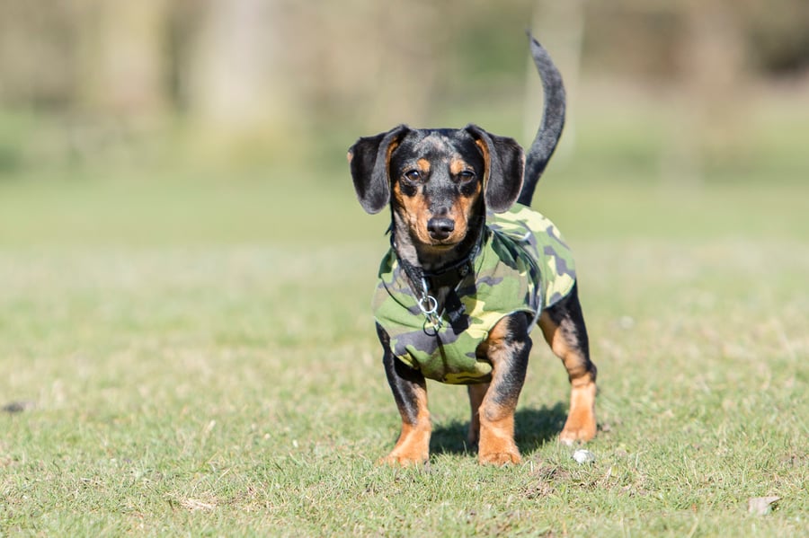 Chest protector dog coat -x small bespoke item colour of your choice