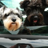 Dexter & Daisy