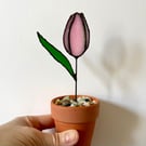 Pink stained glass everlasting tulip in terracotta pot, Spring Flowers, tulips