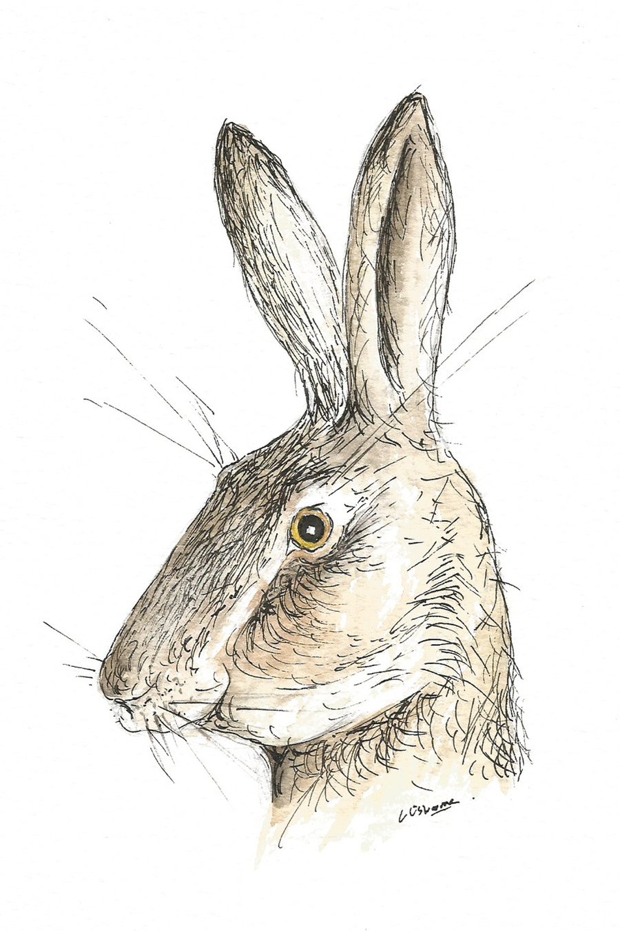 Surprised hare - signed print of hare