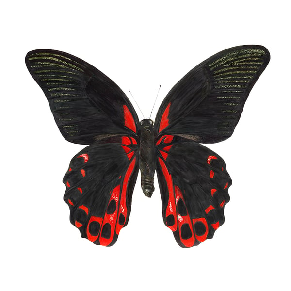 Scarlet Mormon Butterfly Watercolour Print from Original Artwork