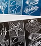 Coastal Lino print Beach finds shells pebbles starfish - Image 4