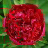 Peony Rose Crafting Barn