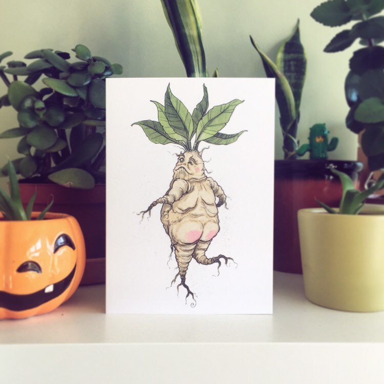Mandrake Illustrated Card - Plant Folklore