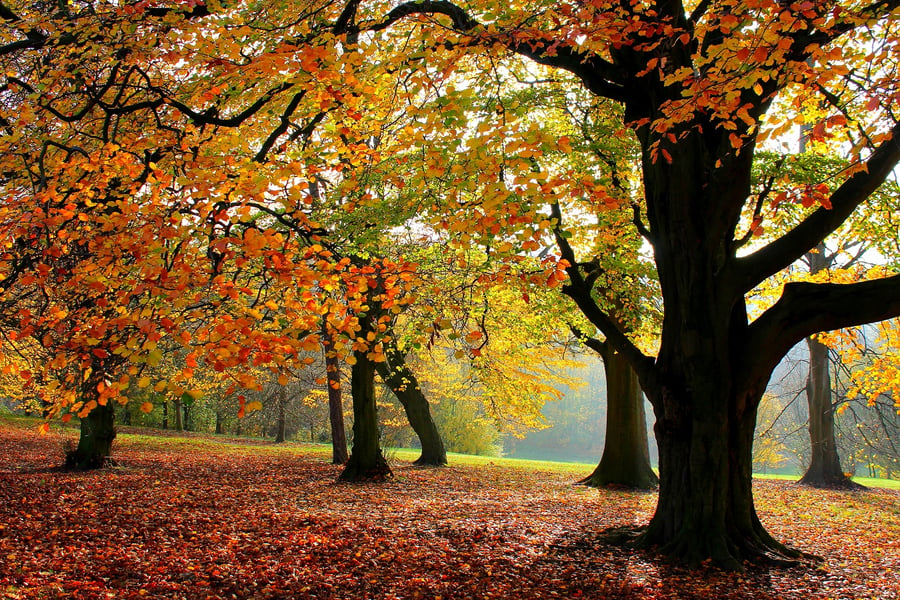 Autumn Woodland Trees A4 Photo Print