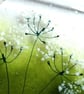 Cowparsley coasters, fused glass set of two coasters, gift for the home, wildflo - Image 7