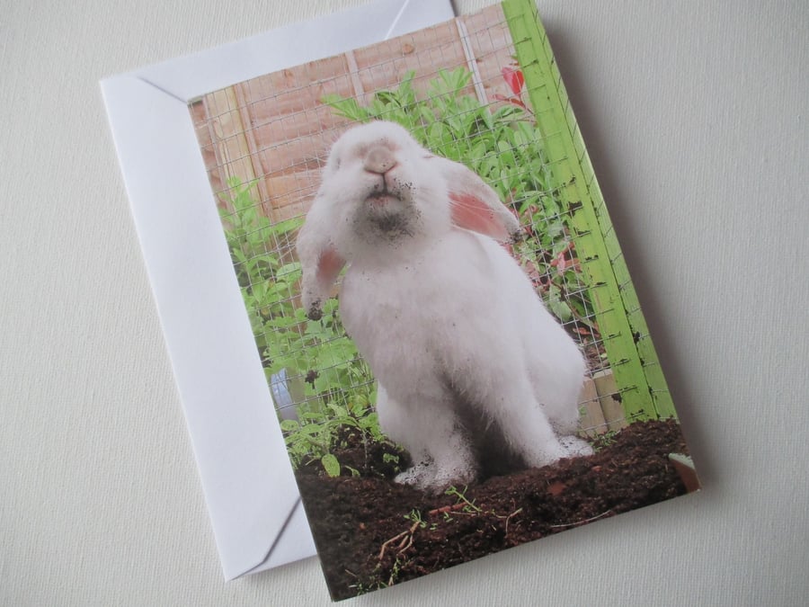 Bunny Rabbit Blank Greetings Card Bunny Picture Rabbit Lop Eared Dirty Face