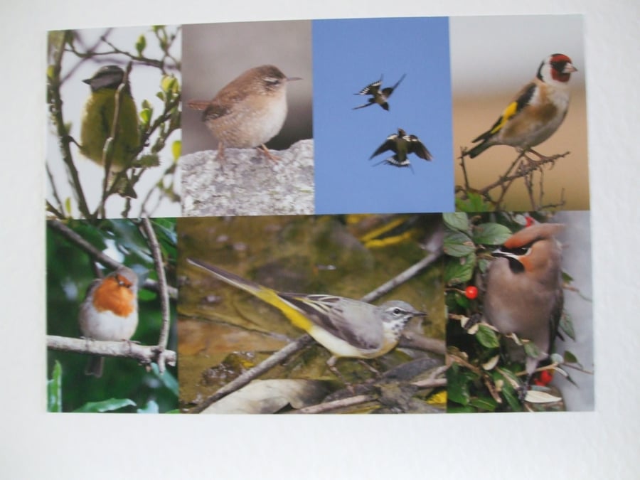 Montage of bird photos.