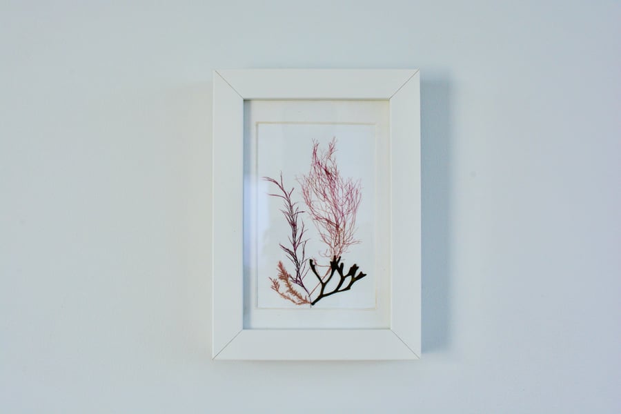 Framed dried pressed seaweed