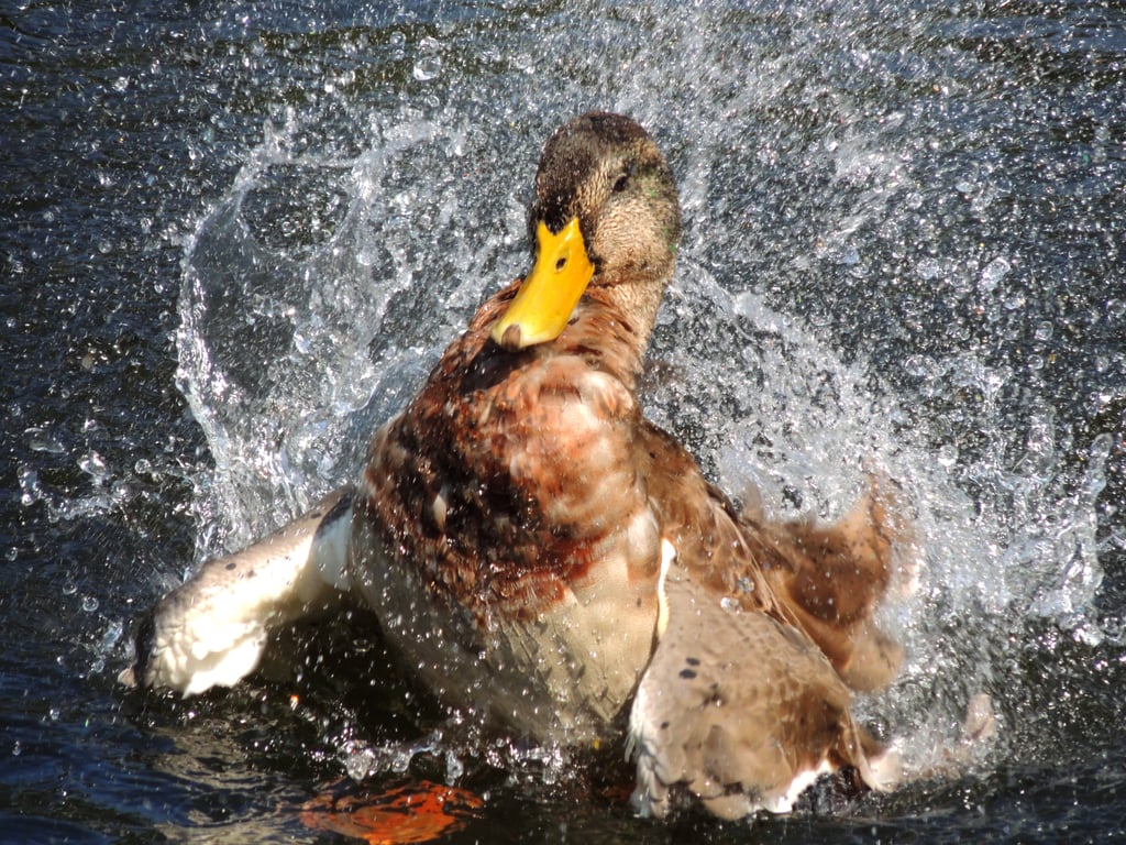 Bath time on Cannop ponds