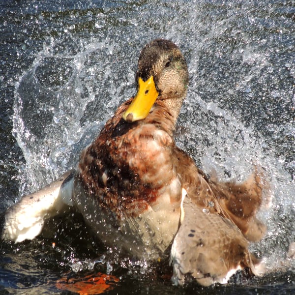 Bath time on Cannop ponds