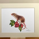 Harvest Mouse wildlife art print from an original watercolour painting