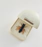 Bee 225, Halictus maculatus, the Female Square-headed Furrow Bee - Image 3