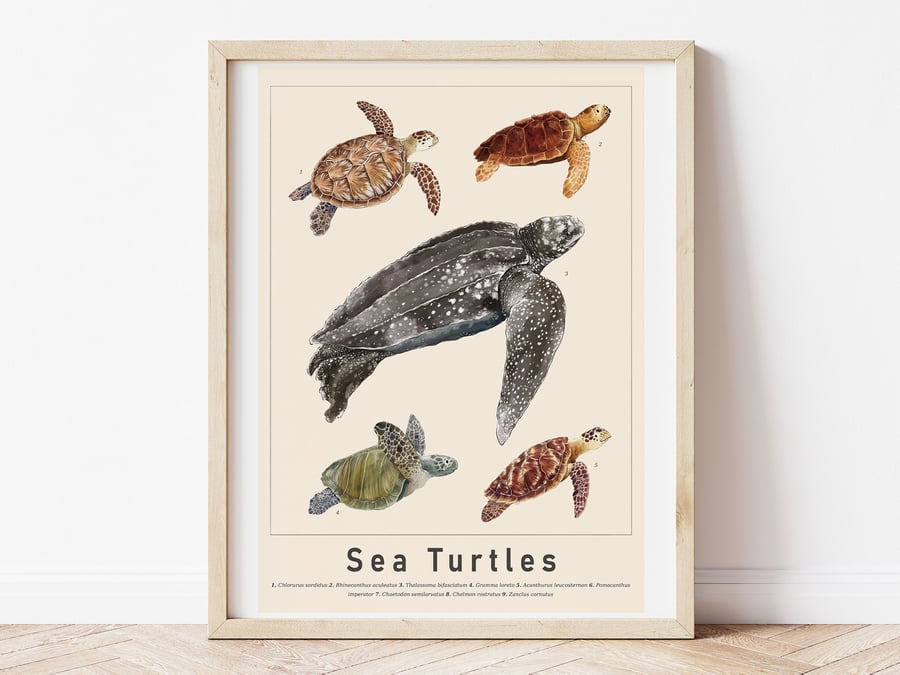 Sea Turtles Illustrated Scientific Art Print