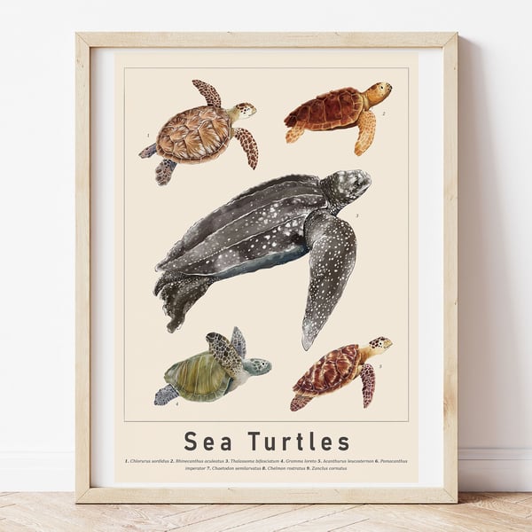 Sea Turtles Illustrated Scientific Art Print
