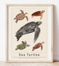 Sea Turtles Illustrated Scientific Art Print - Image 1