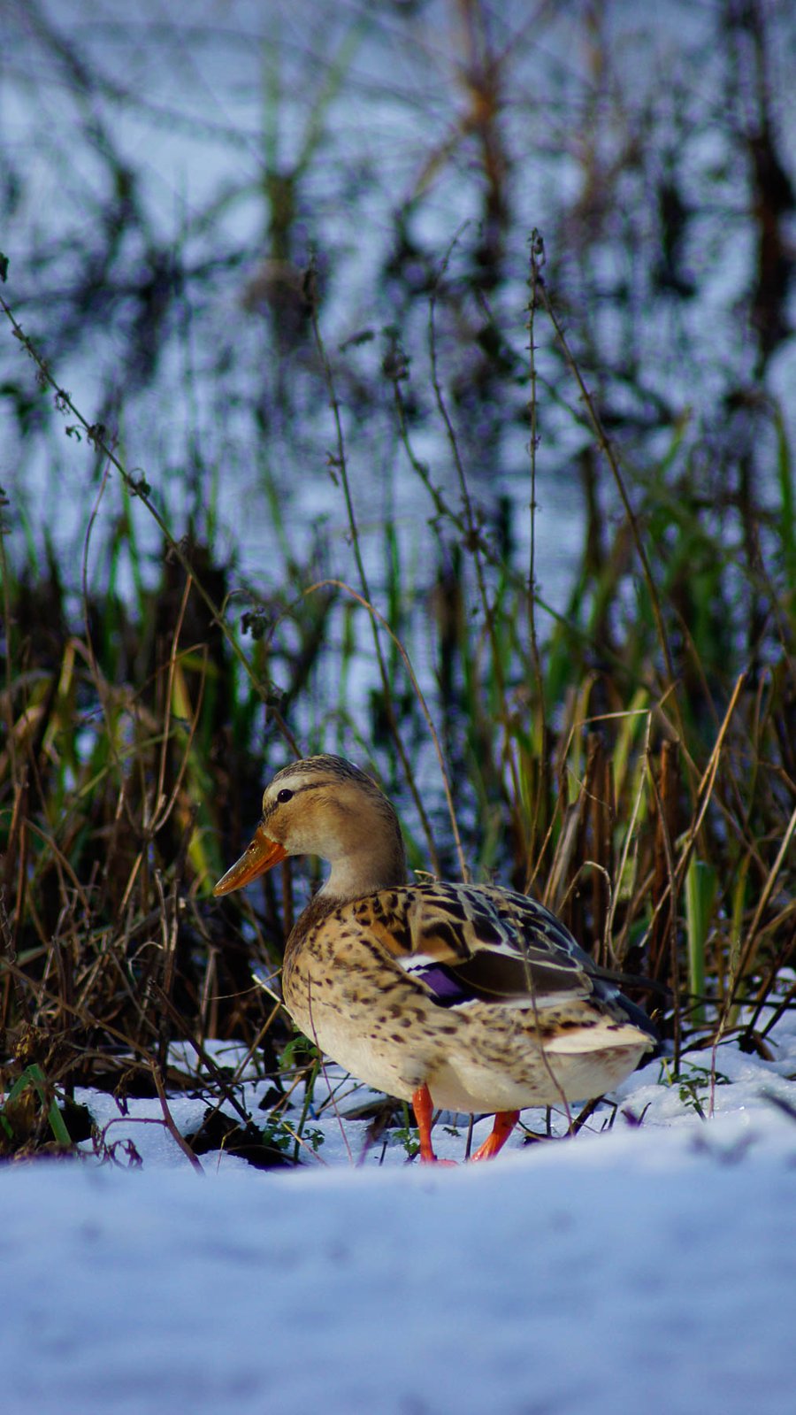 Brrr: One Cold Duck Greeting Card
