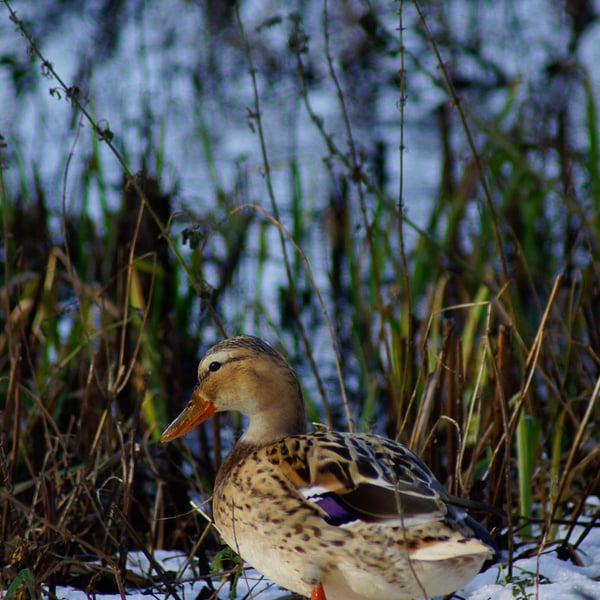 Brrr: One Cold Duck Greeting Card